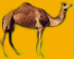camel